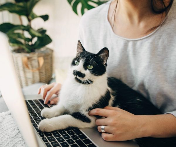 Young woman using laptop and cute cat sitting on keyboard. Faith Young woman using laptop and cute cat sitting on keyboard. Faithful friend. Casual girl working on laptop with her cat, sitting together in modern room with pillows and plants. Home office.