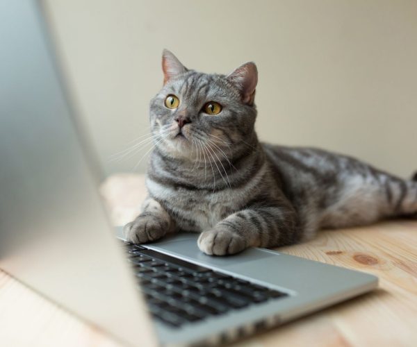 Rehome-Your-Pet-Header-Images-Contact-Rehome-My-Pet Rehome-Your-Pet-Header-Images-Contact-Rehome-My-Pet