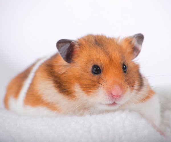 Rehome-Your-Pet-about-rehome-your-pet Rehome-Your-Pet-about-rehome-your-pet