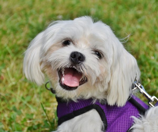 Rehome-Your-Pet-all-questions Rehome-Your-Pet-all-questions