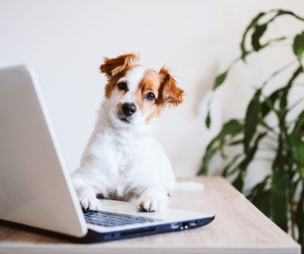 Rehome-Your-Pet-contact-us Rehome-Your-Pet-contact-us