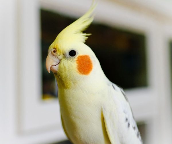Rehome-Your-Pet-pet-rehoming-tips Rehome-Your-Pet-pet-rehoming-tips
