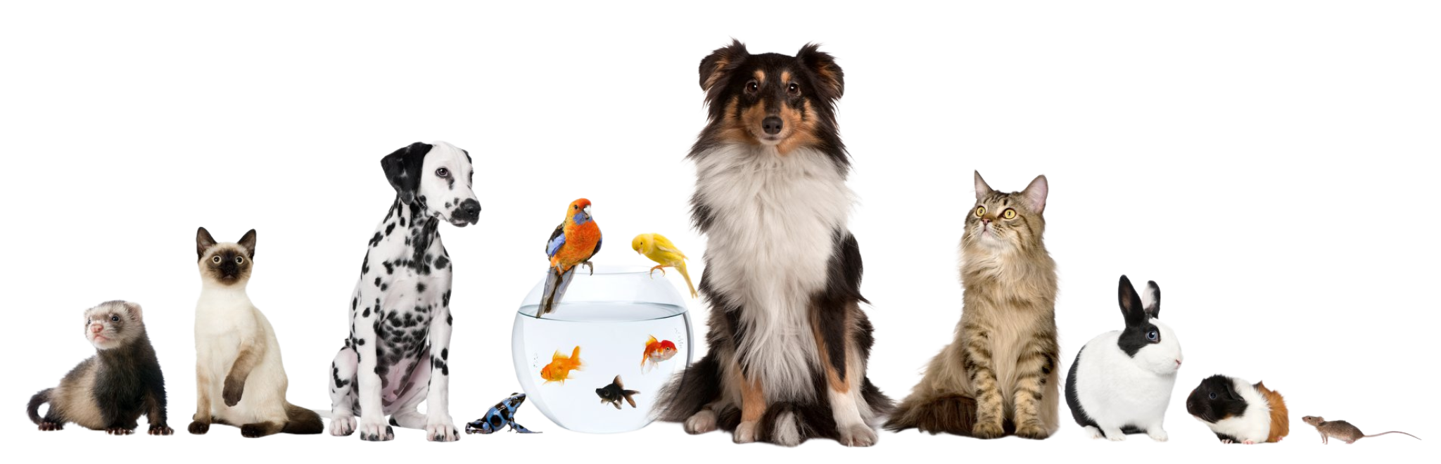 Rehome-your-pet-adopt-a-pet_header adoptable pets