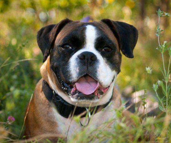 do-i-have-to-rehome-my-pet-askavet do-i-have-to-rehome-my-pet-askavet