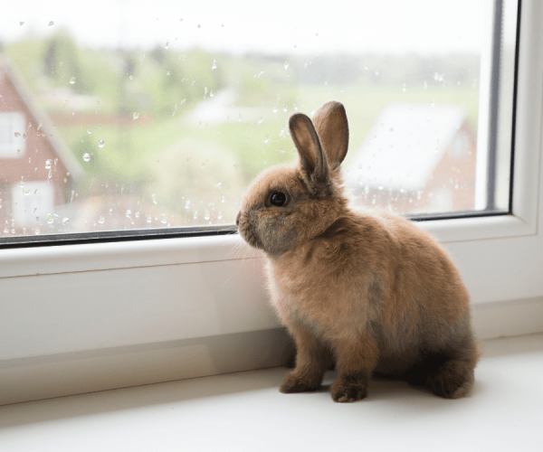 rehoming-a-pet-posting-a-pet-header rehoming-a-pet-posting-a-pet-header